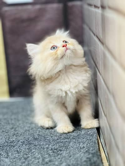 Cash on delivery persian cats & Kittens Available- Healthy & Playfull
