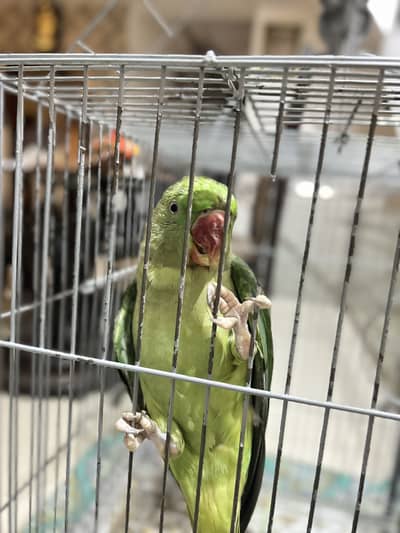 Two Female Raw Parrots for Sale 
