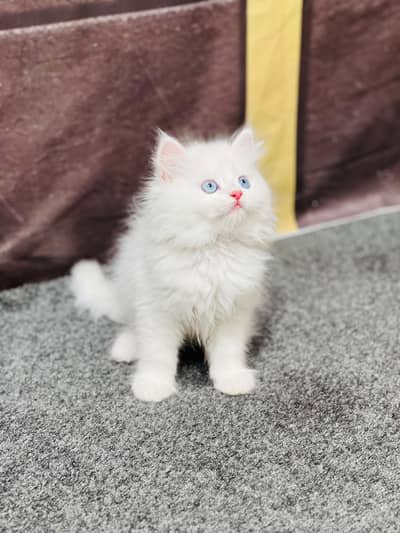 Cash on delivery persian cats & Kittens Available- Healthy & Playfull