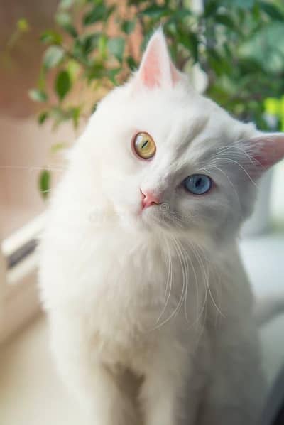 Beautiful cat