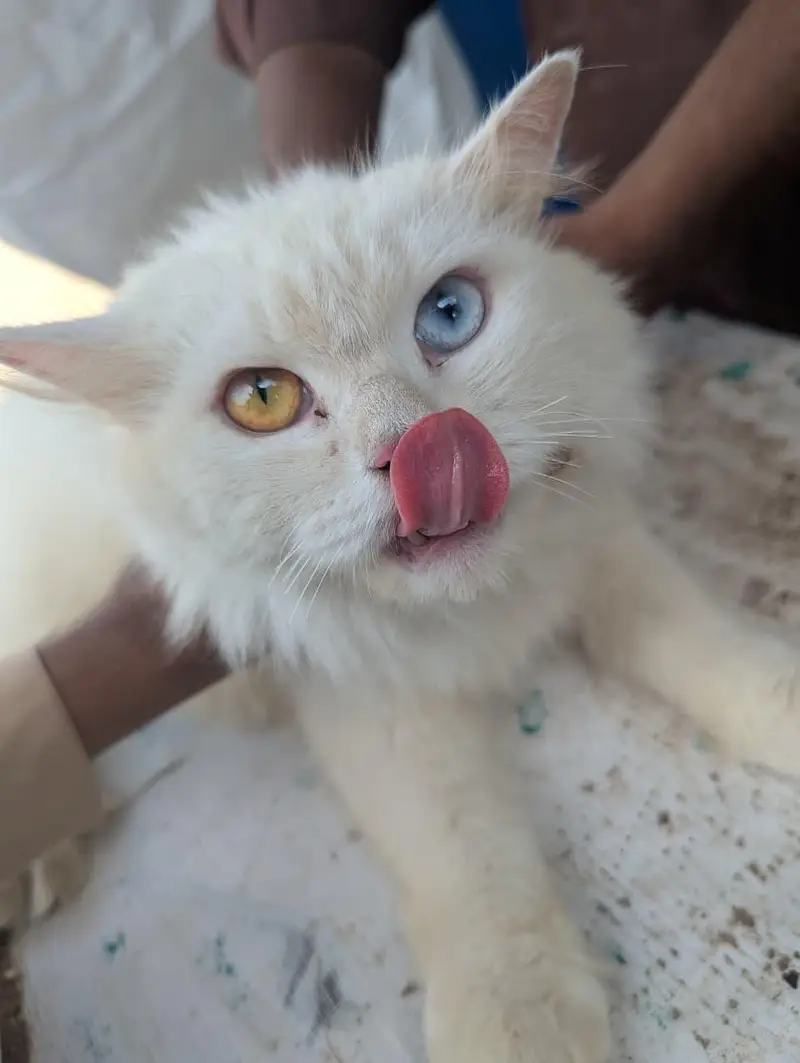 Beautiful cat — photo 2