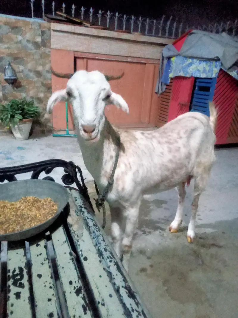 goats house — photo 3
