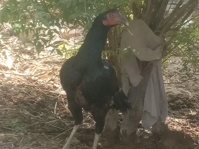 4 Aseel Murgia 6 Aseel bachay 1 Male bacha ha — photo 2