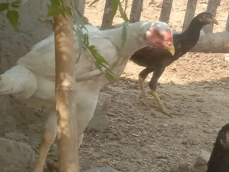 4 Aseel Murgia 6 Aseel bachay 1 Male bacha ha — photo 3
