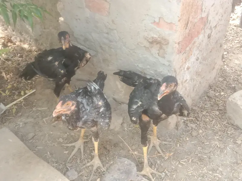 4 Aseel Murgia 6 Aseel bachay 1 Male bacha ha — photo 4