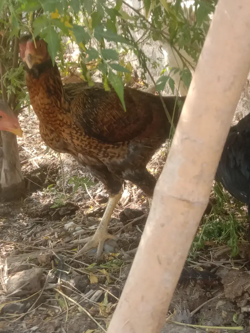 4 Aseel Murgia 6 Aseel bachay 1 Male bacha ha — photo 5