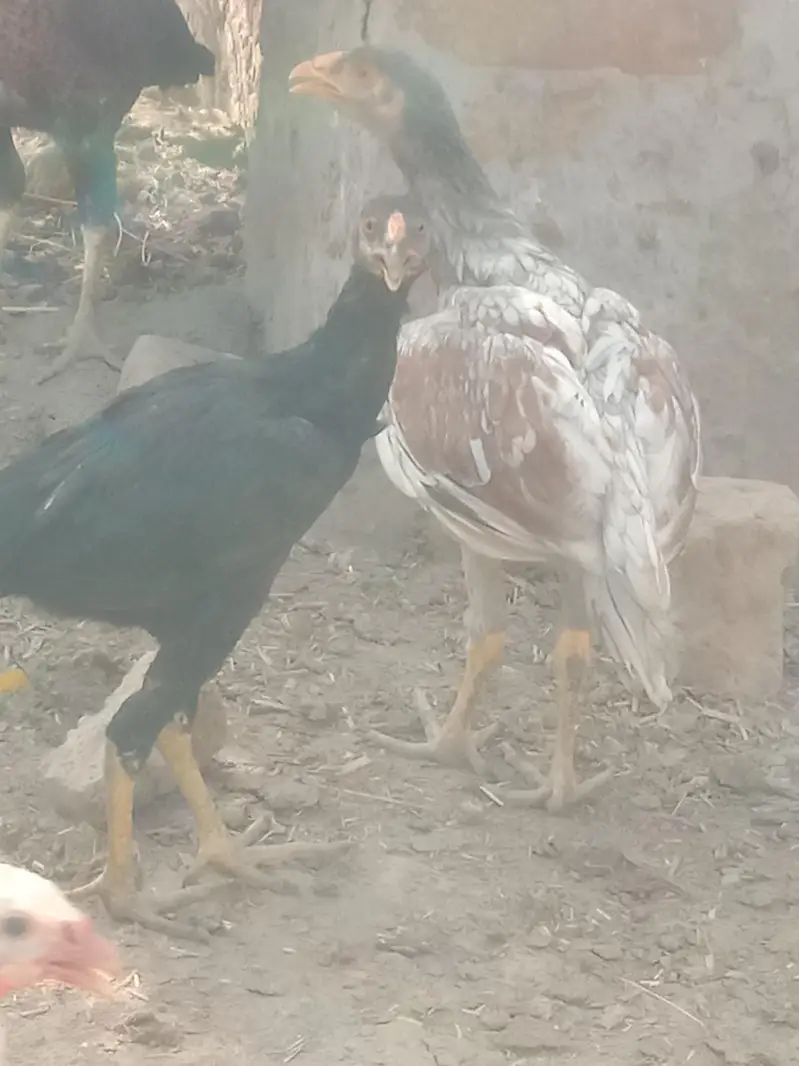 4 Aseel Murgia 6 Aseel bachay 1 Male bacha ha — photo 7