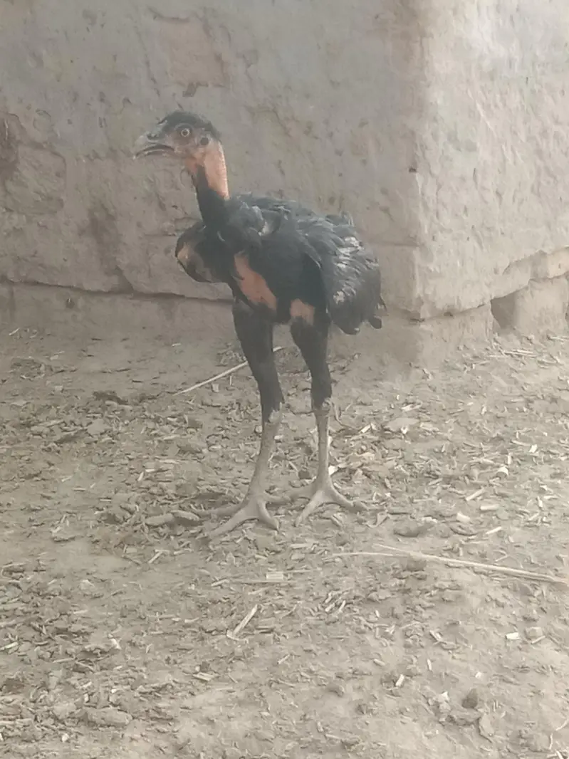4 Aseel Murgia 6 Aseel bachay 1 Male bacha ha — photo 8