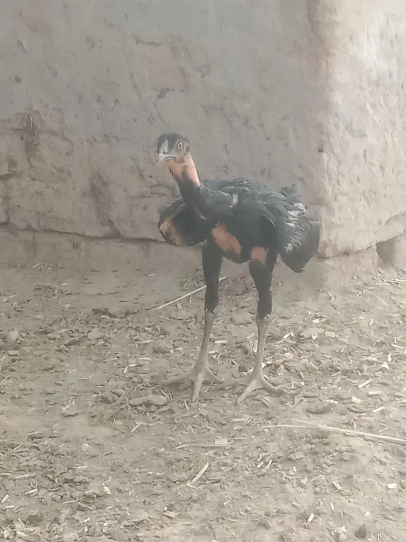 4 Aseel Murgia 6 Aseel bachay 1 Male bacha ha — photo 9