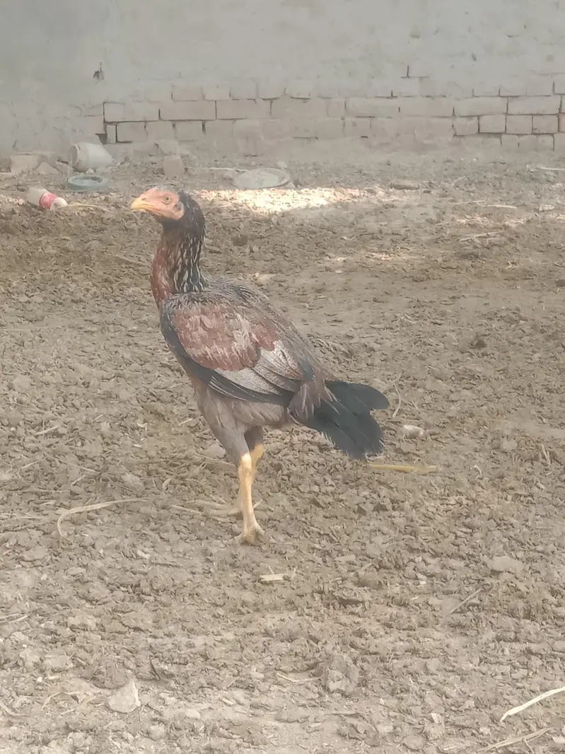 4 Aseel Murgia 6 Aseel bachay 1 Male bacha ha — photo 11