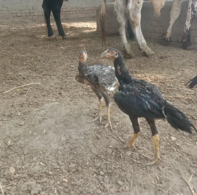 4 Aseel Murgia 6 Aseel bachay 1 Male bacha ha — photo 12