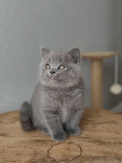 parshion punch face kitten
