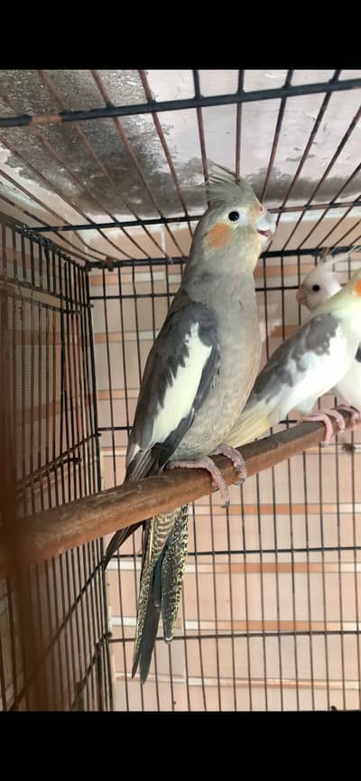 Coctail bird