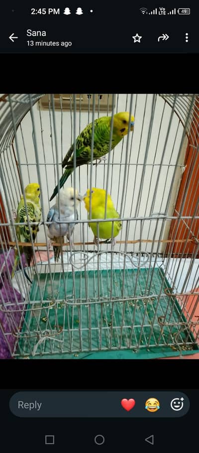 budgie breeder pair