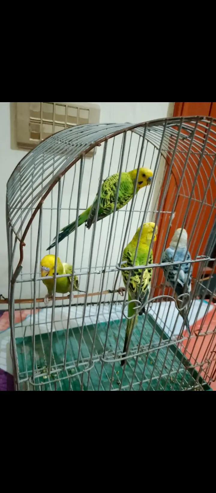 budgie breeder pair — photo 2