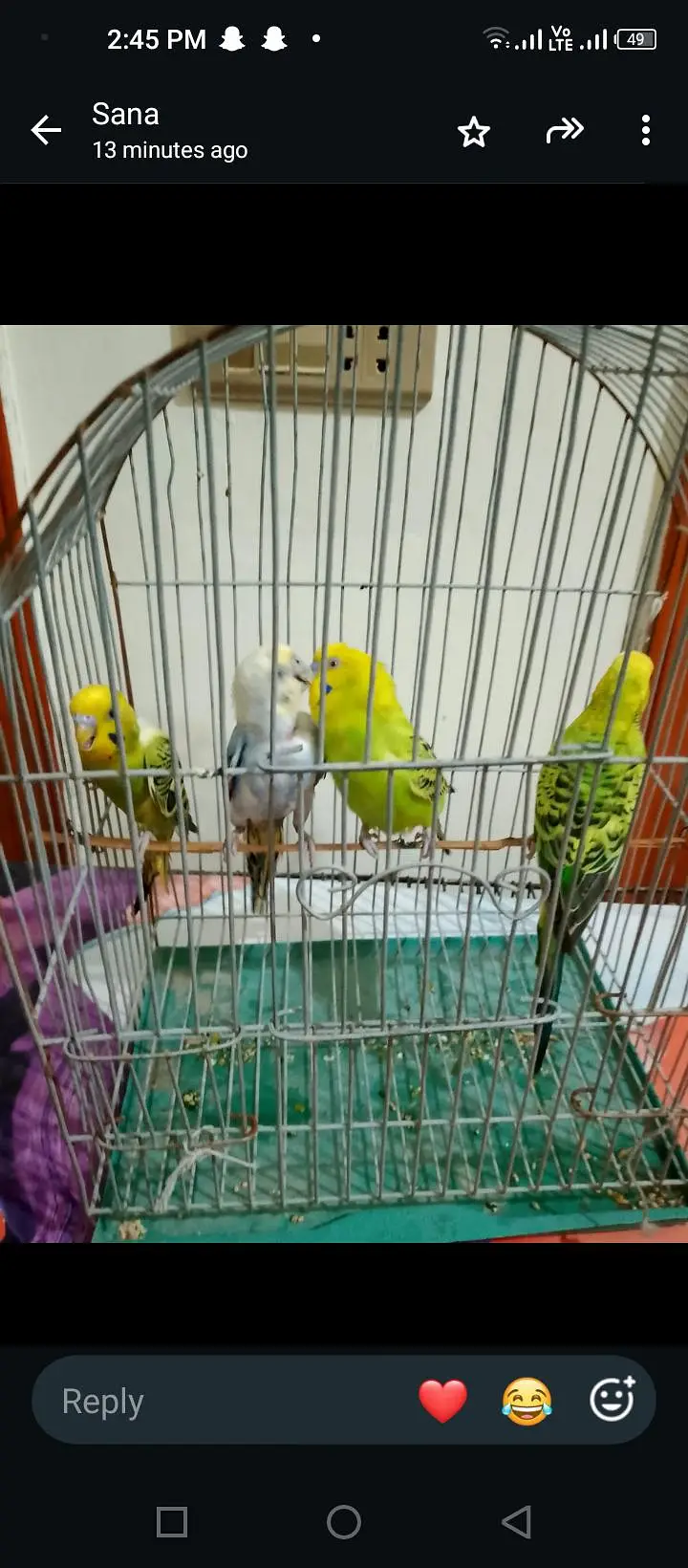 budgie breeder pair — photo 3