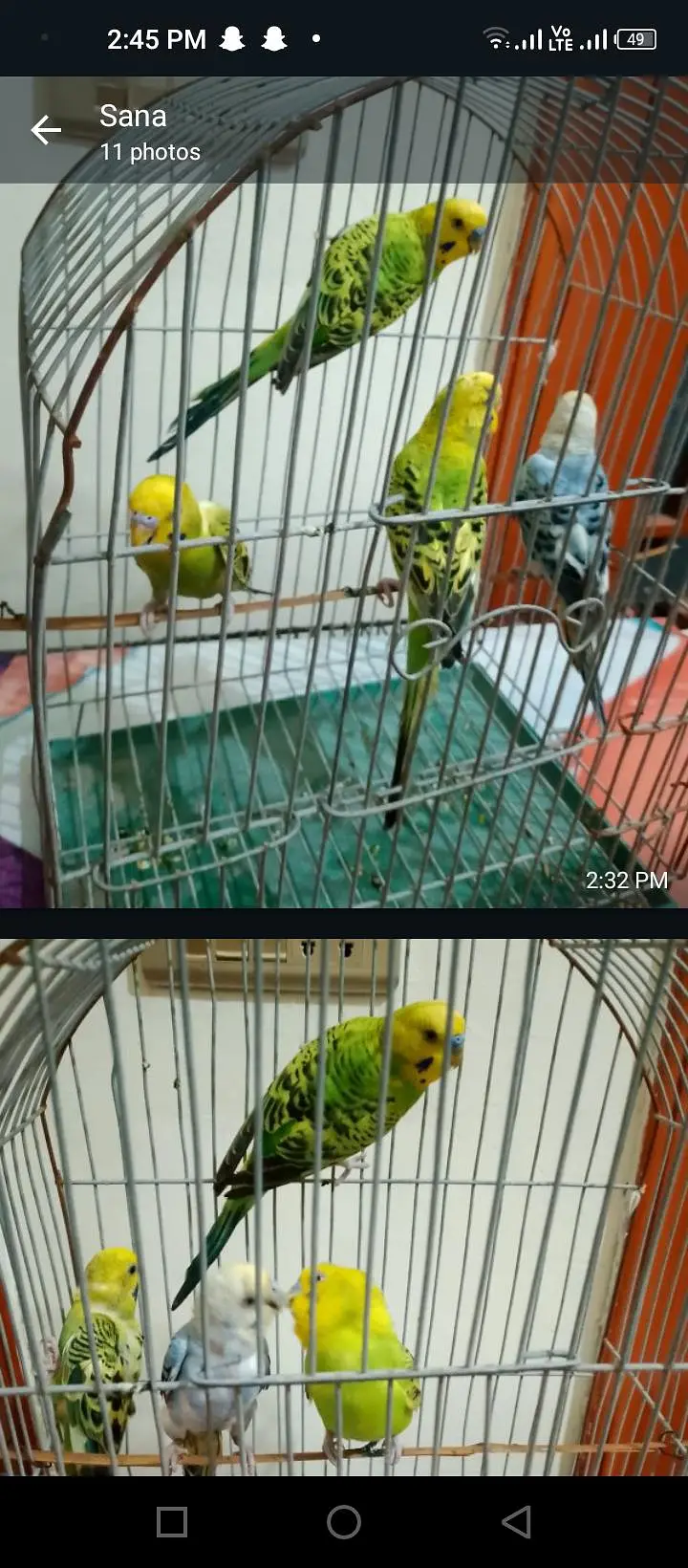 budgie breeder pair — photo 4