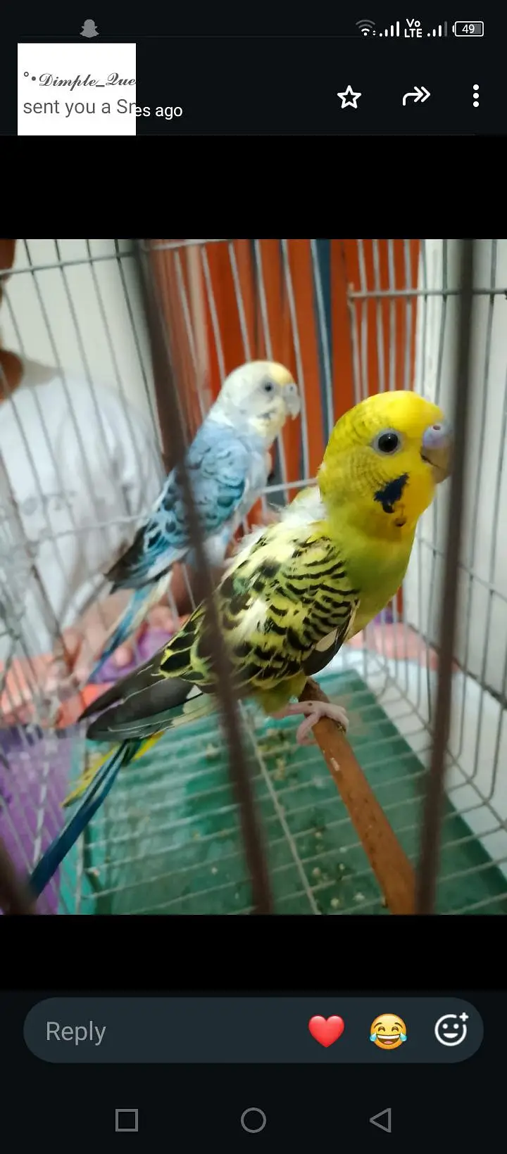 budgie breeder pair — photo 5