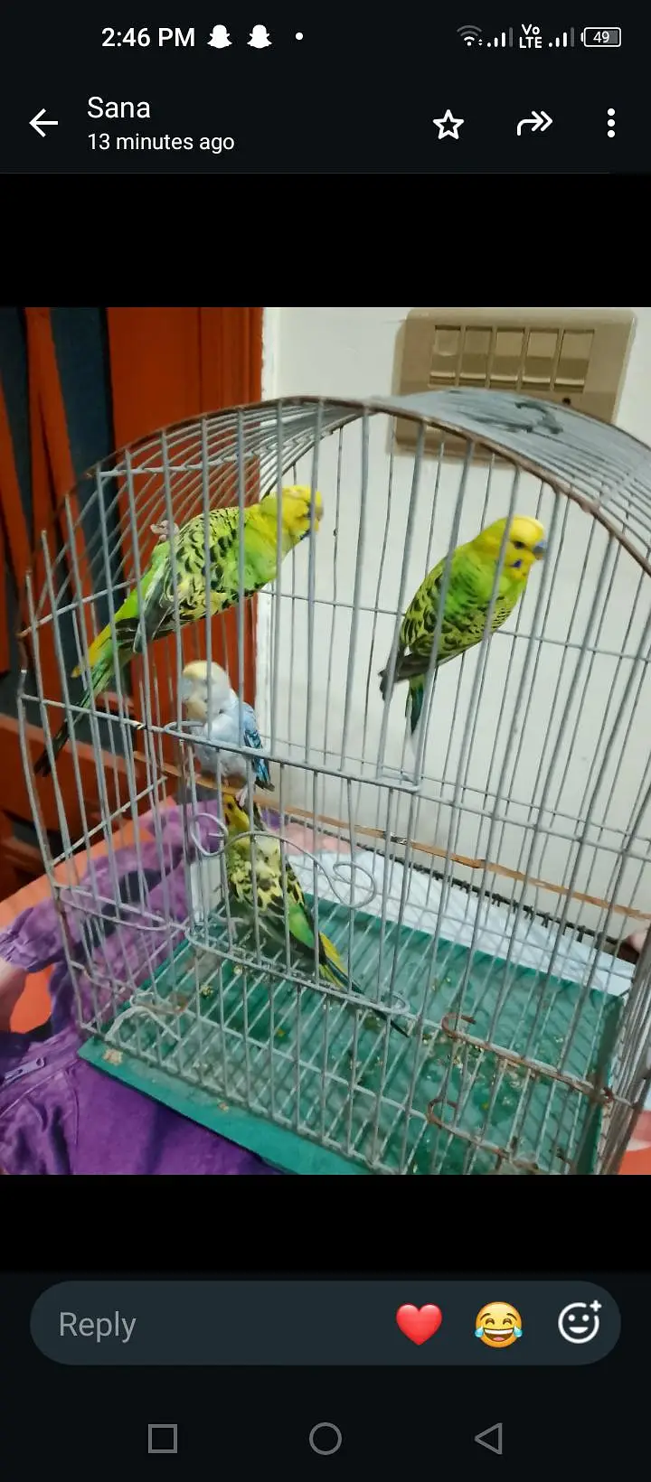 budgie breeder pair — photo 6