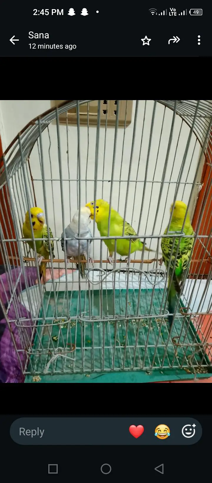 budgie breeder pair — photo 7