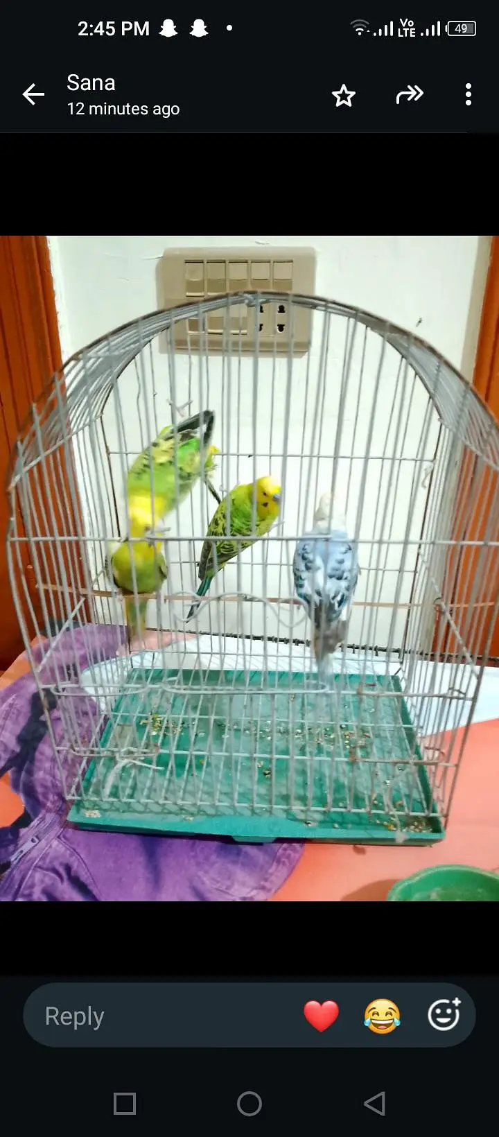 budgie breeder pair — photo 8