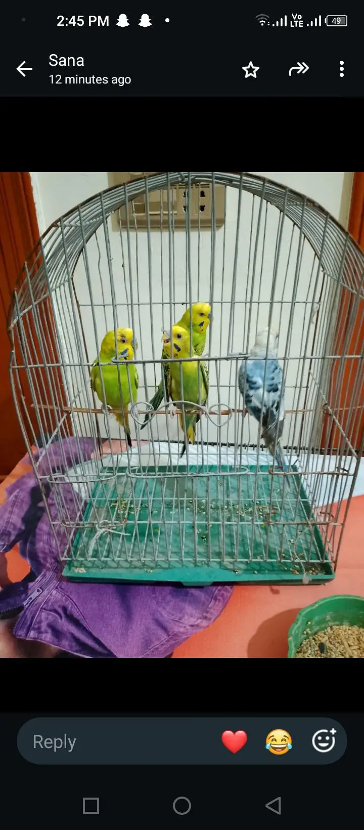 budgie breeder pair — photo 9