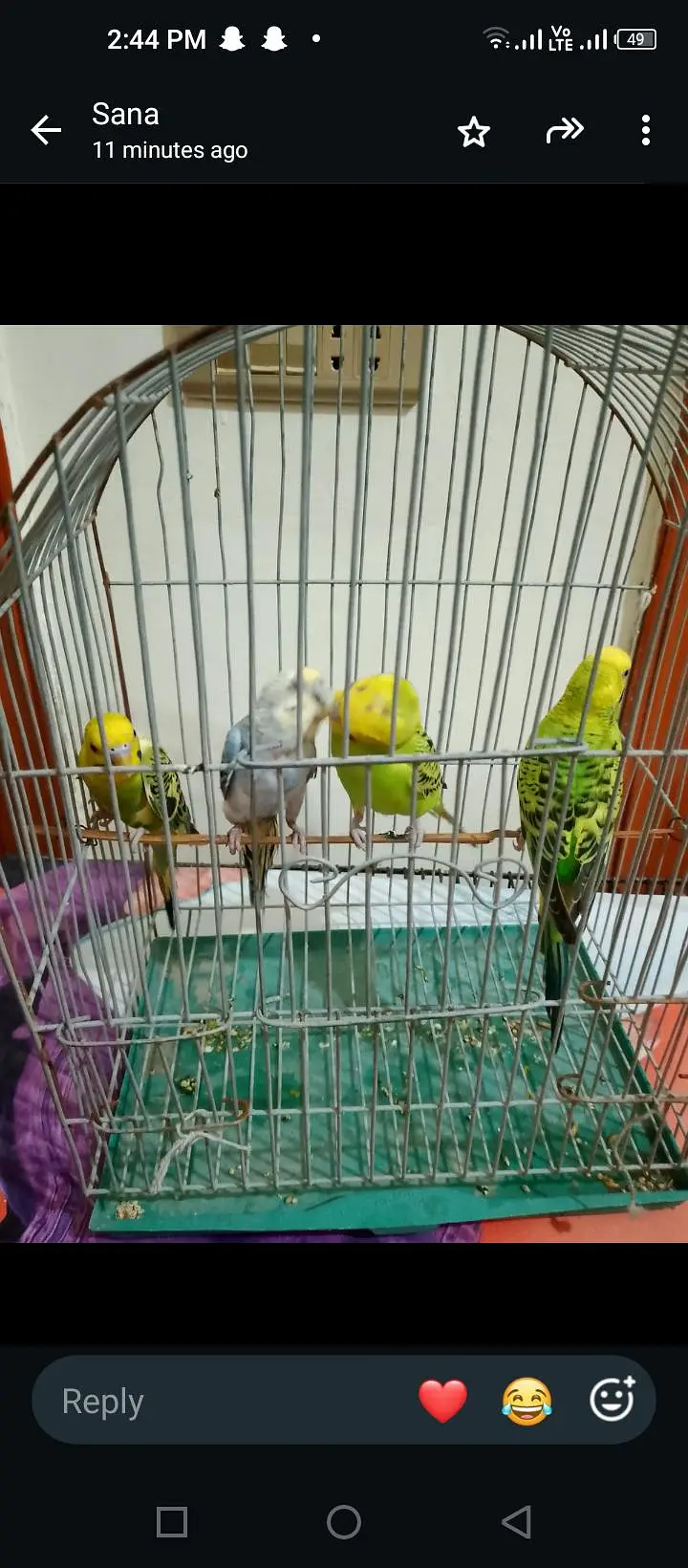 budgie breeder pair — photo 10