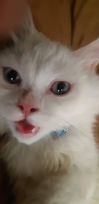 Persian kitten triple Coated, Whatsapp 0319,3222651
