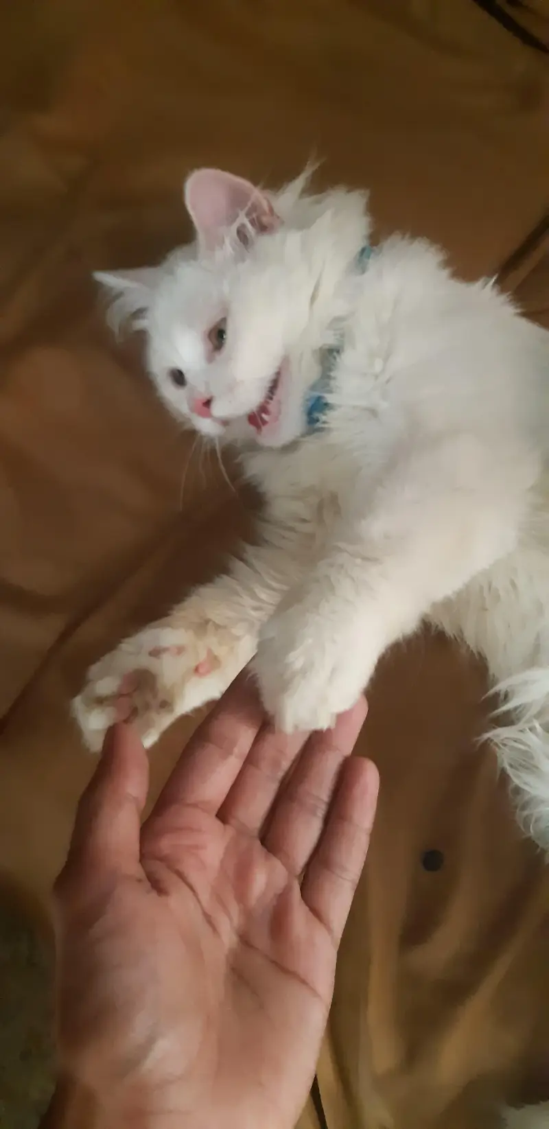 Persian kitten triple Coated, Whatsapp 0319,3222651 — photo 4