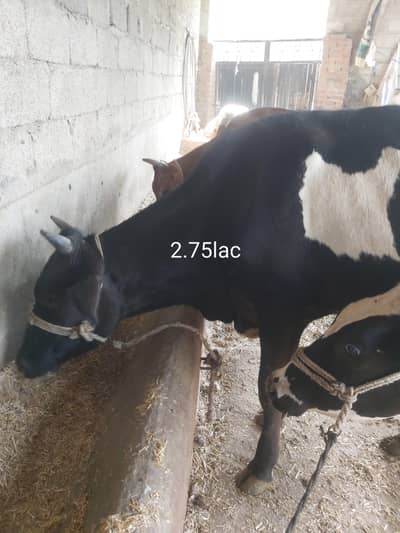 heifers For sale