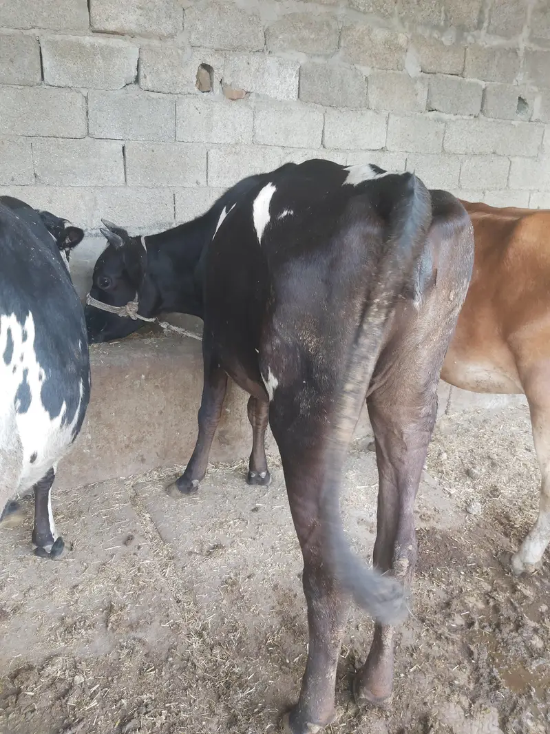 heifers For sale — photo 2