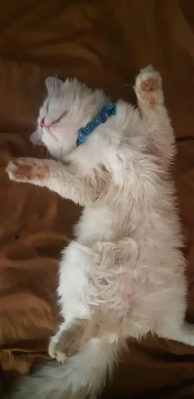Persian kitten triple Coated, Whatsapp 0319,3222651