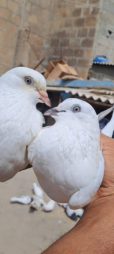 Kalduma Wehshi Dobaz