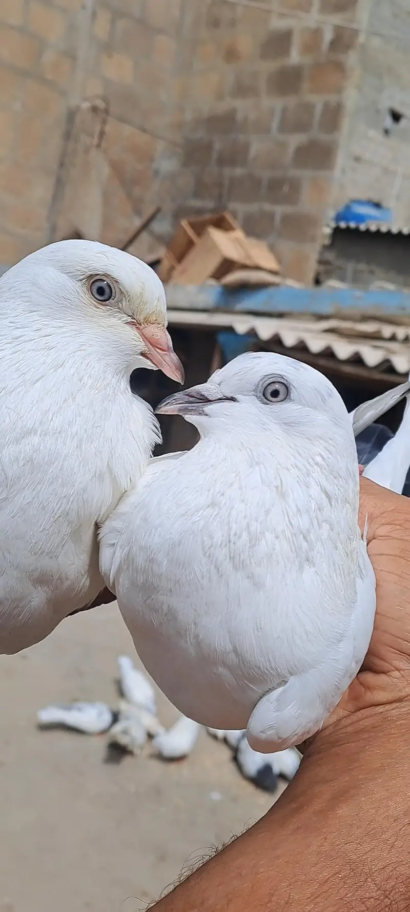 Kalduma Wehshi Dobaz