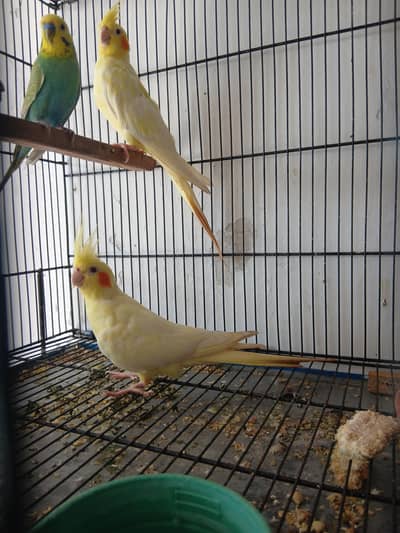Cream Cockateil pair
