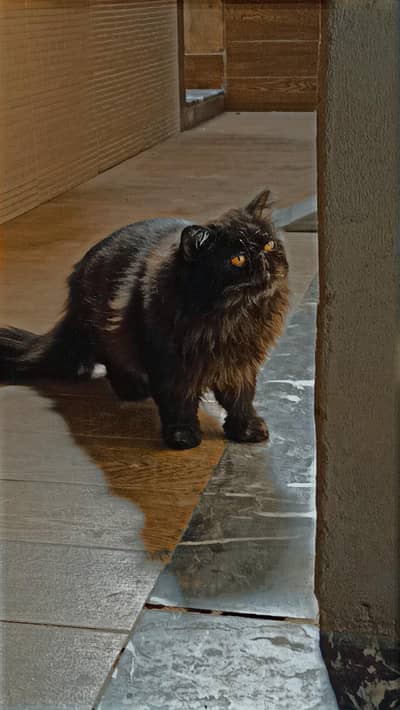 Pakki Persian male