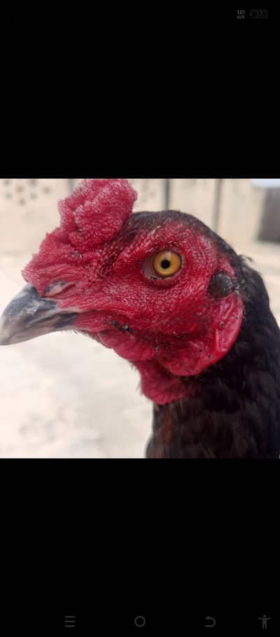 burmi pakoya male
