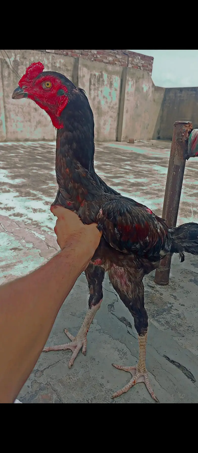 burmi pakoya male — photo 3