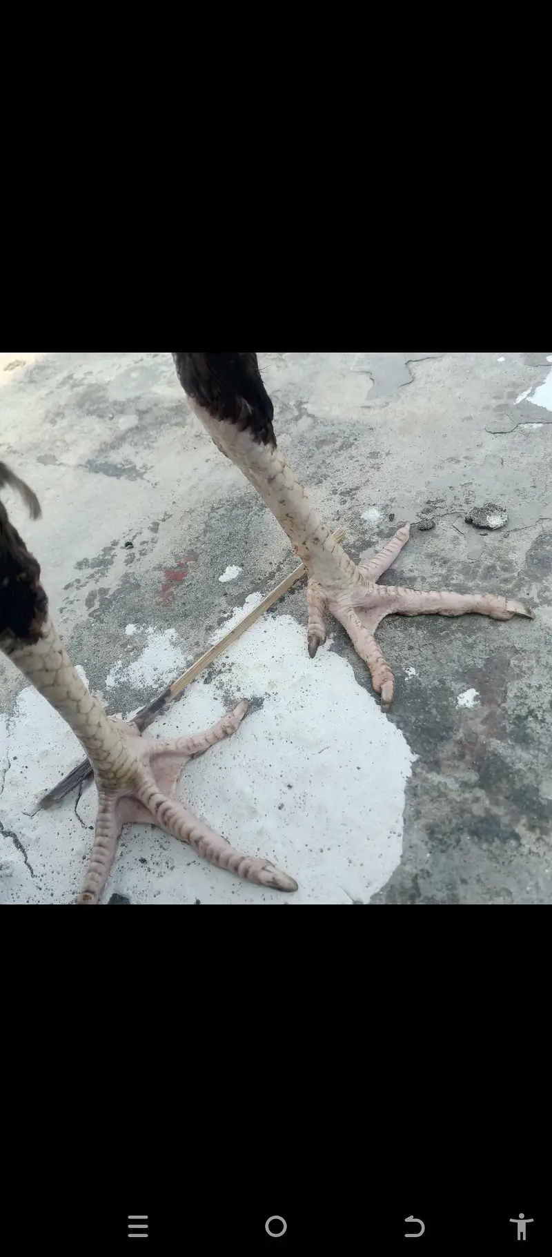 burmi pakoya male — photo 4