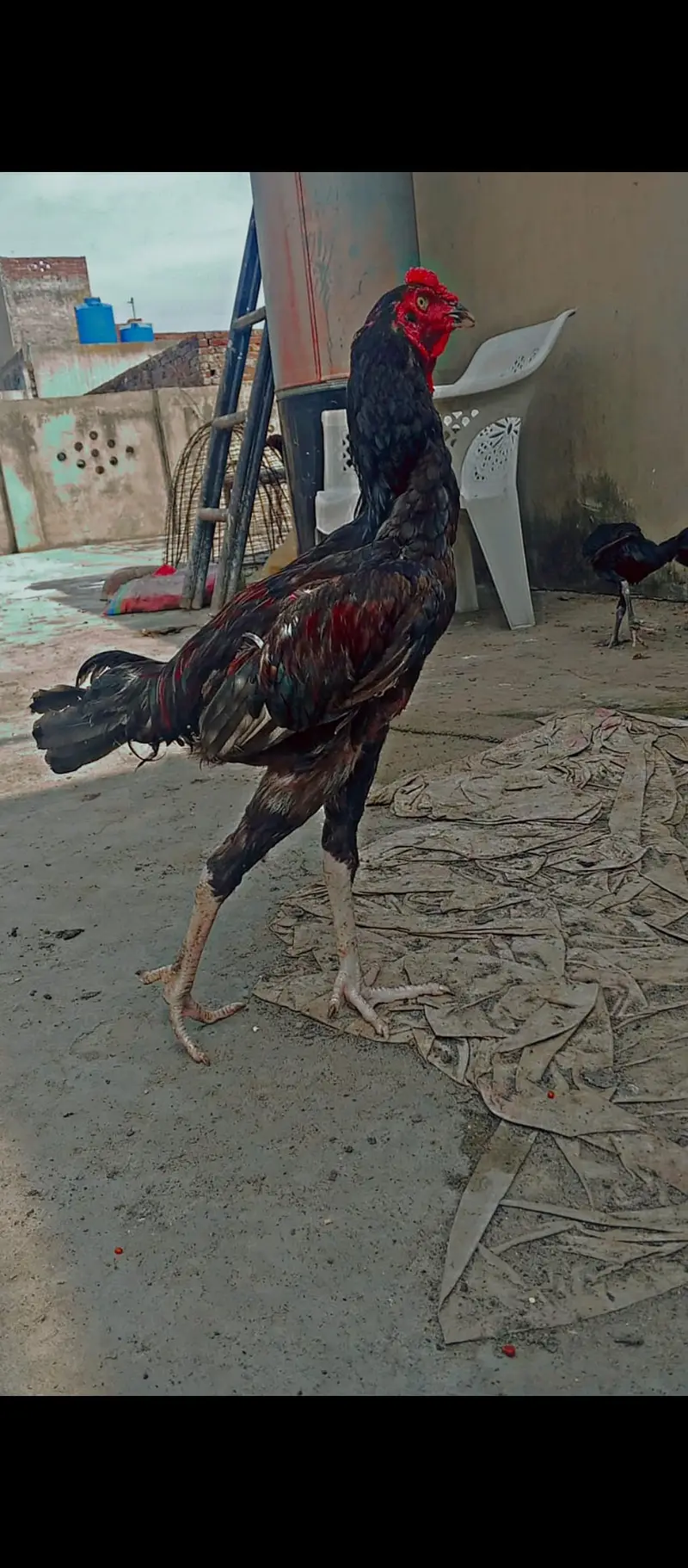 burmi pakoya male — photo 5