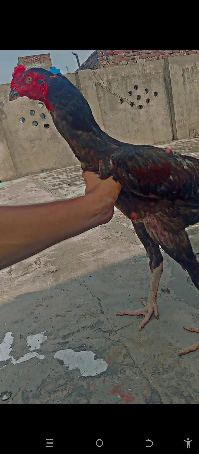 burmi pakoya male — photo 6