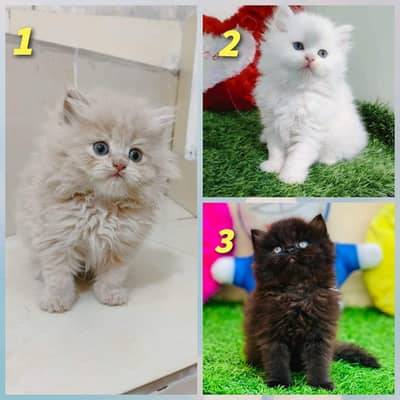 Home delivery parshion punch face kitten