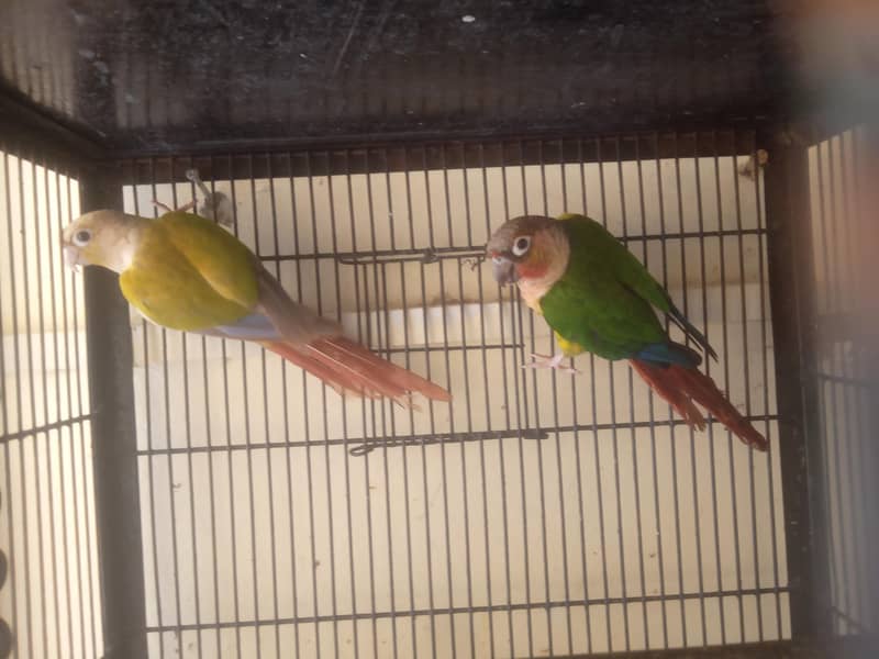 suncnore pair 0