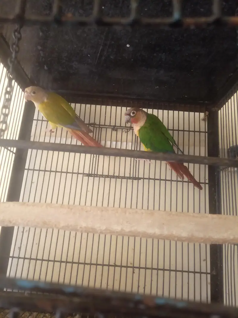 suncnore pair — photo 2