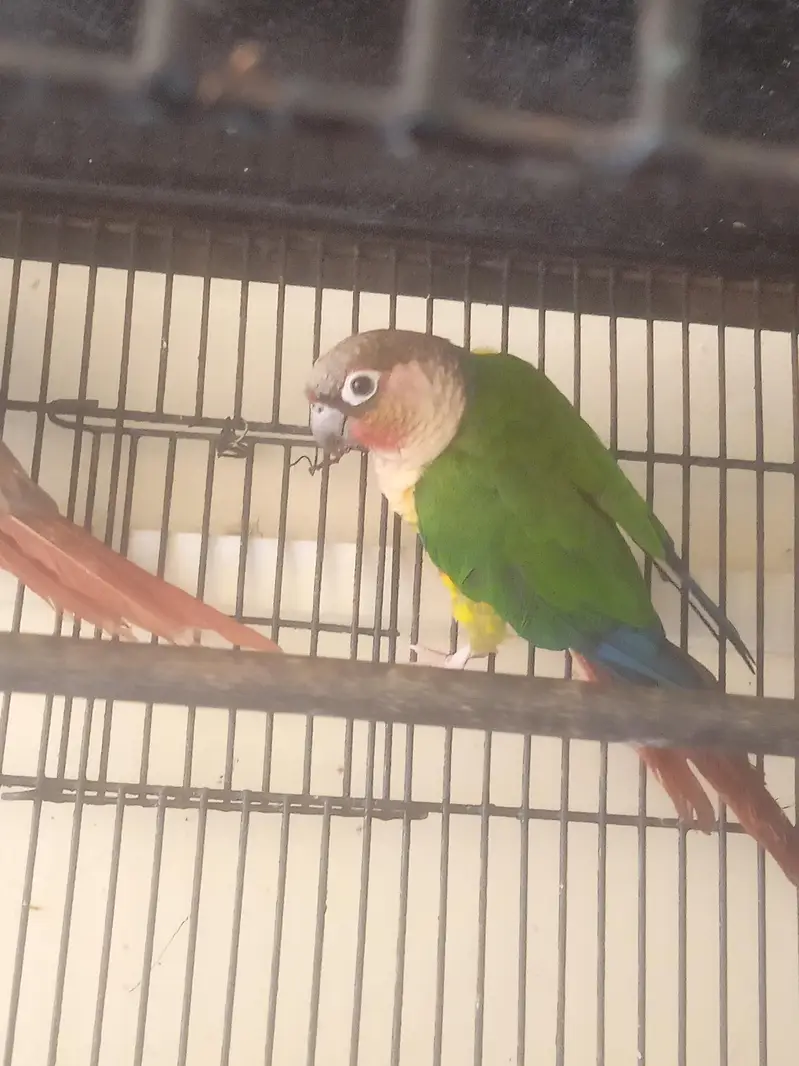 suncnore pair — photo 3
