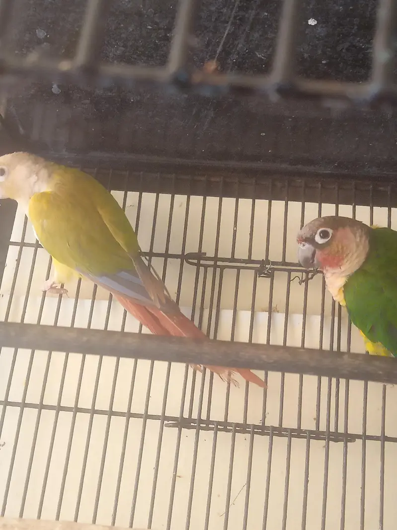 suncnore pair — photo 4