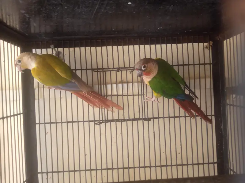 suncnore pair — photo 6