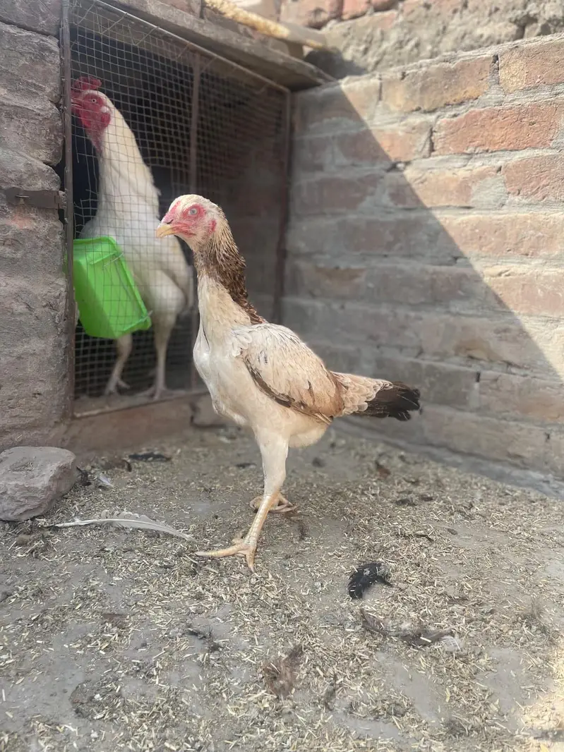 Aseel main wala or Thai for sale location Lahore — photo 2