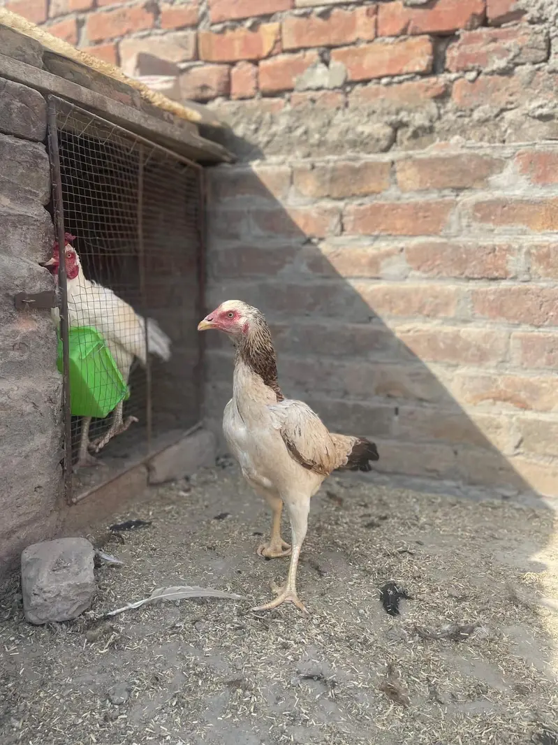 Aseel main wala or Thai for sale location Lahore — photo 3