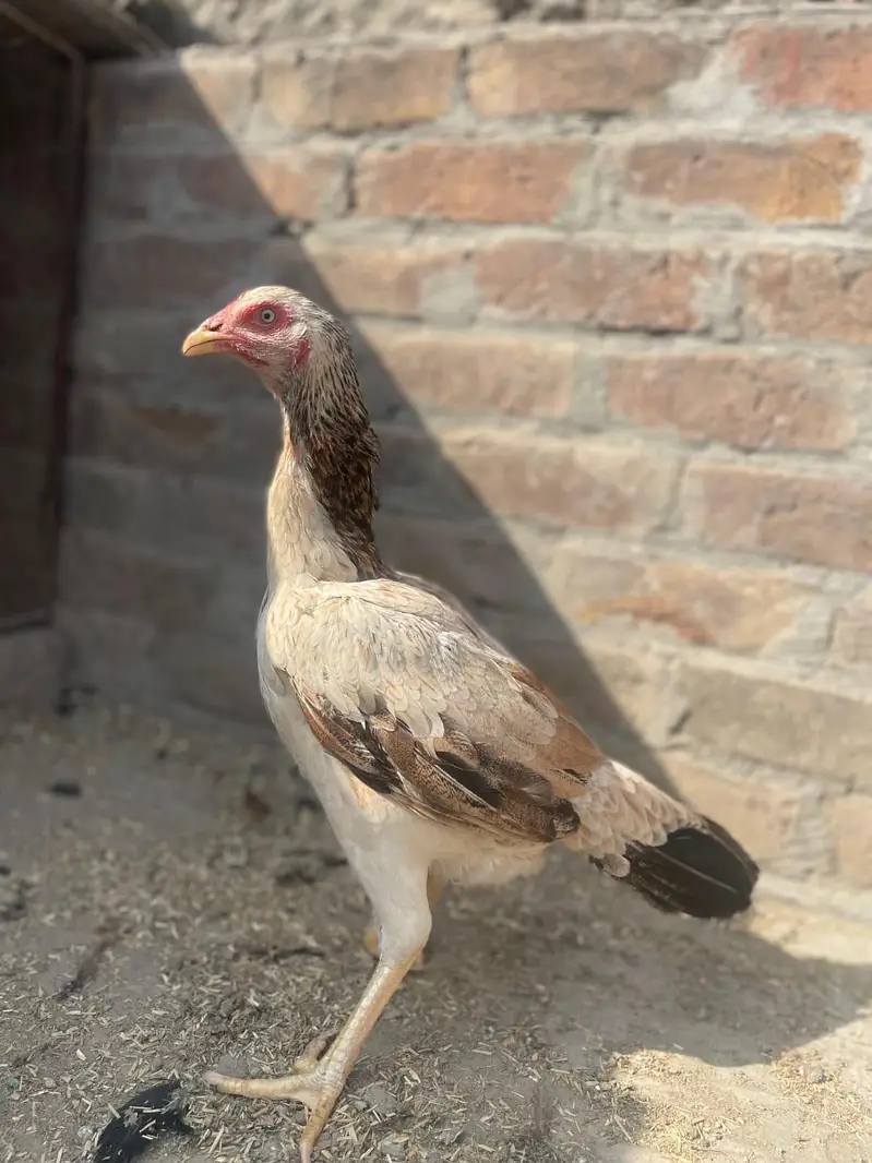Aseel main wala or Thai for sale location Lahore — photo 4